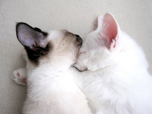 理性与激情交响曲，当那不勒斯战术翻盘波兰，德布劳内如何定义现代中场艺术