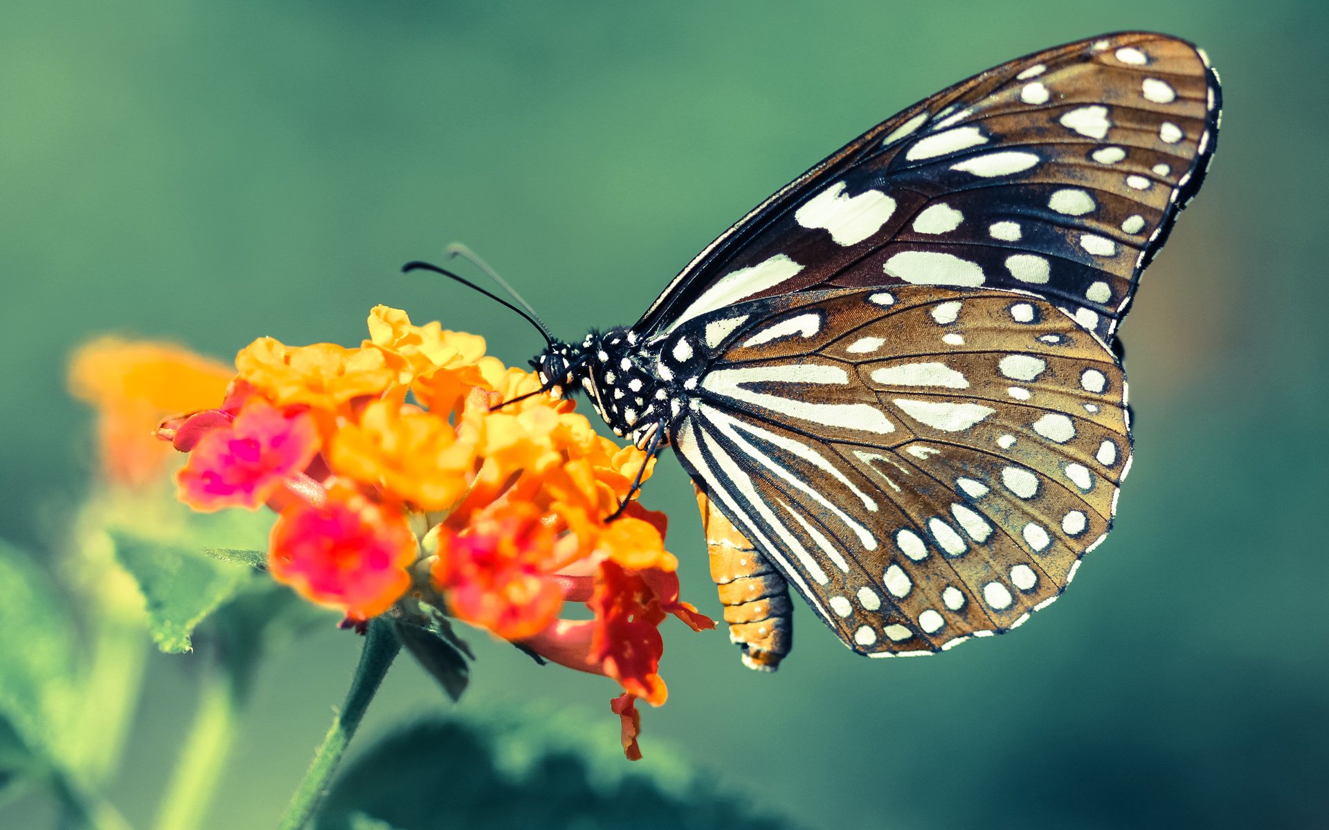 绿茵绝杀与羽坛统治，丹麦奇迹与陈雨菲的王者时刻