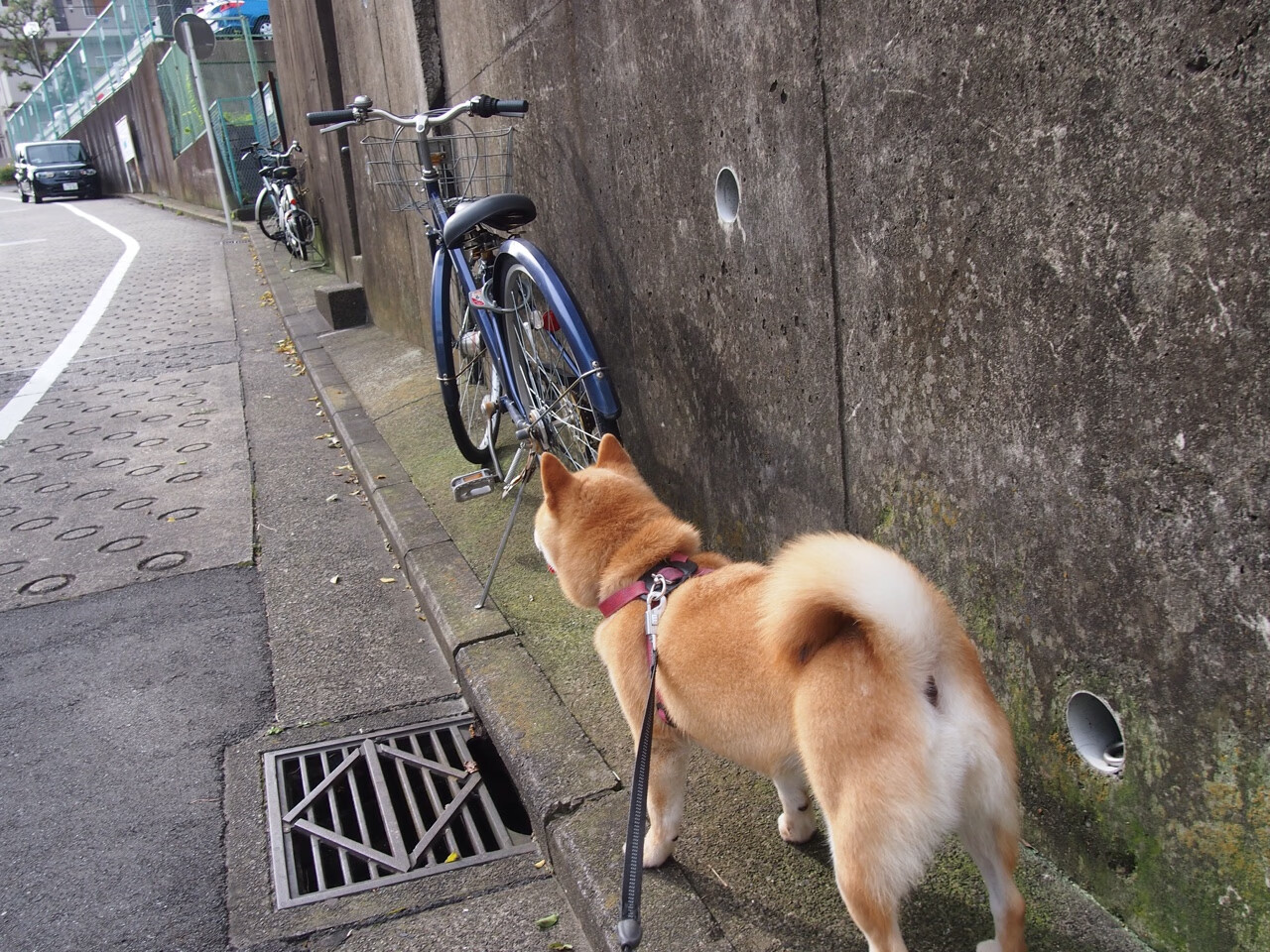 逆转的火焰，张本智和那声点燃世纪之战的怒吼