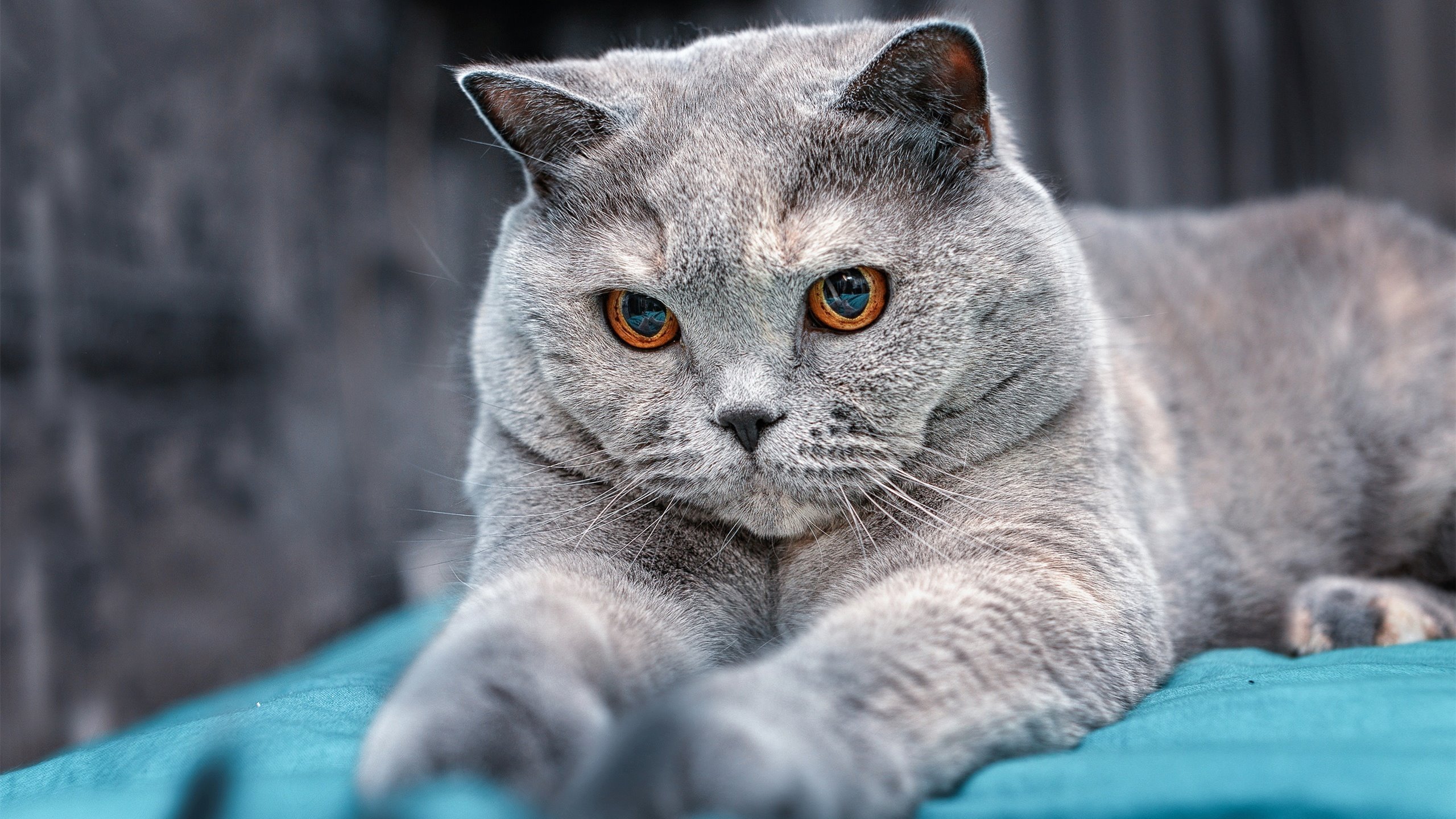 战神觉醒！哈利伯顿末节狂飙导演19分逆转 广厦险胜篮网迎开门红