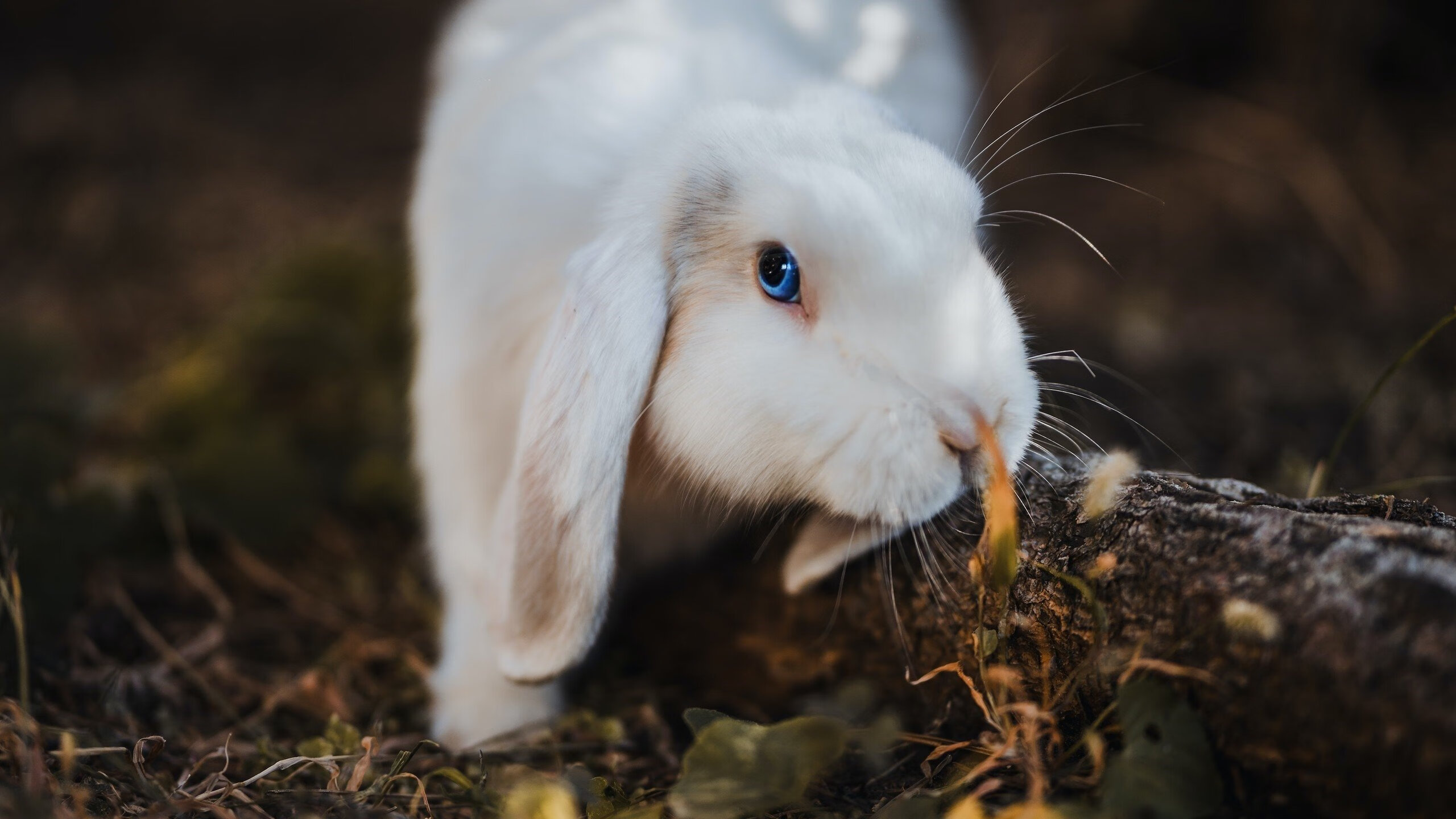 英格拉姆化身手术刀,关键节点连续8分收割比赛,奇才轻取灰熊迎赛季转折