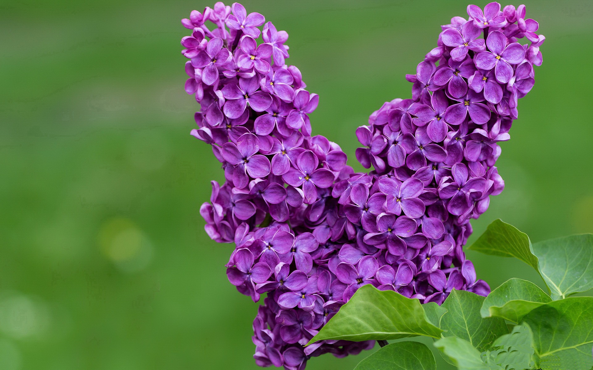 猛龙出闸撕碎广厦铁阵,米切尔50分诠释完美定义