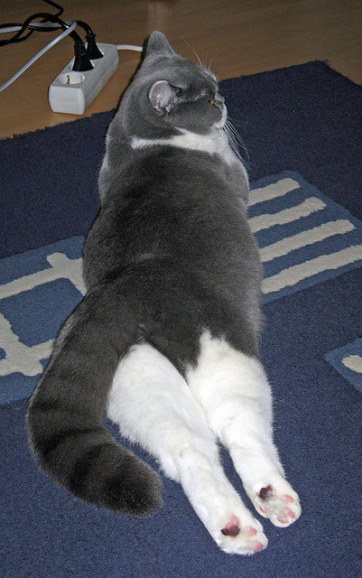 欧冠之夜唯一奇点，马克西，燃烧宇宙的能量喷发