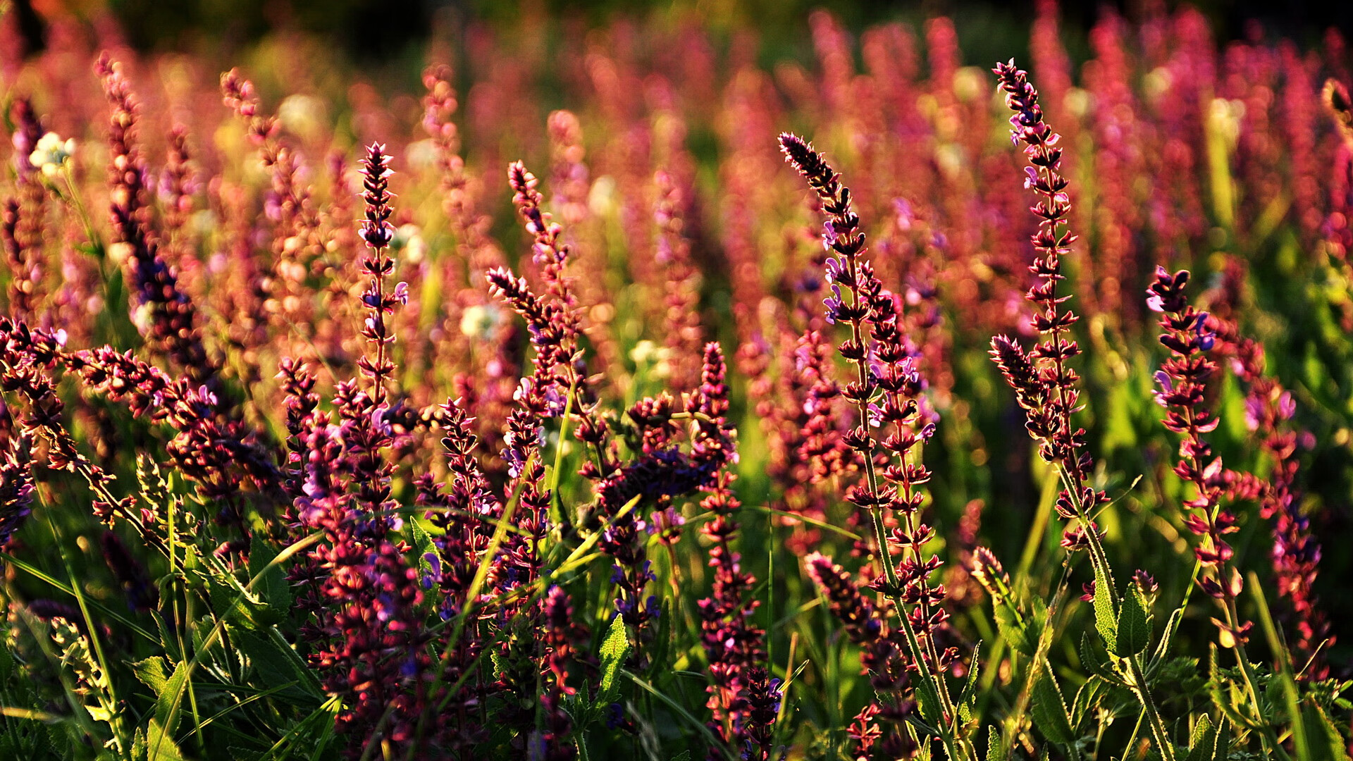 中场艺术，当法比尼奥的灵感之流，灌溉哥伦比亚的战术纪律森林