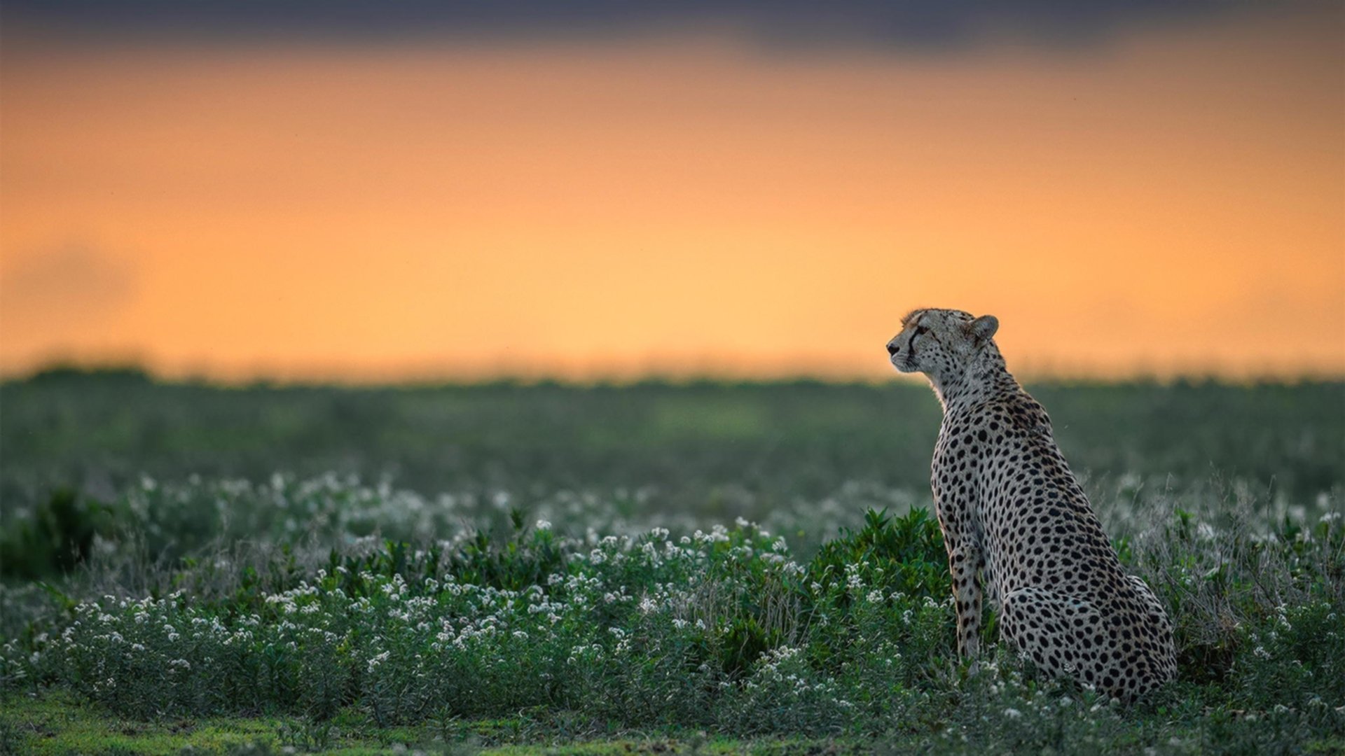 开云APP-绿茵烽火对篮坛闪电，西甲国家德比与深圳速胜的竞技启示