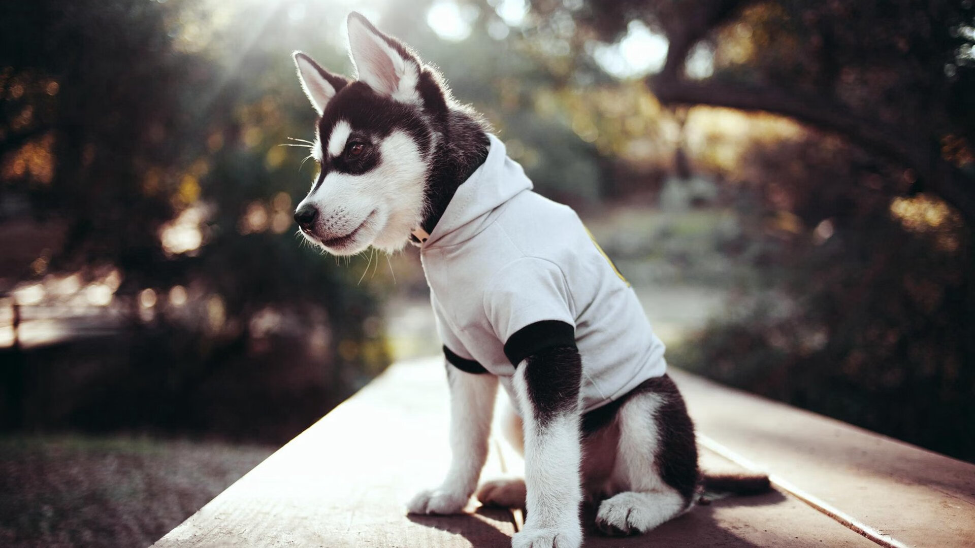 双星闪耀夜，勇士绝境逆袭，伦纳德德甲封神—体育界的关键时刻王者