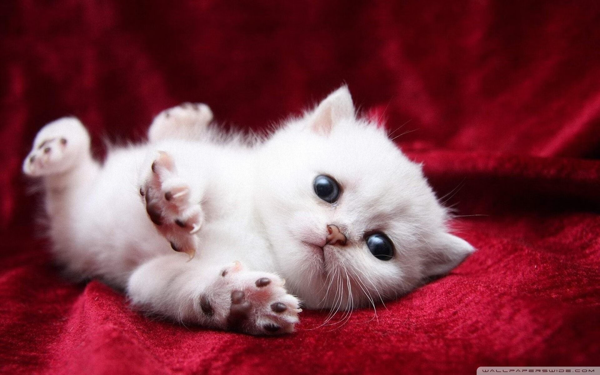 足球与篮球的胜利日，德甲争冠战与马刺踏平爵士