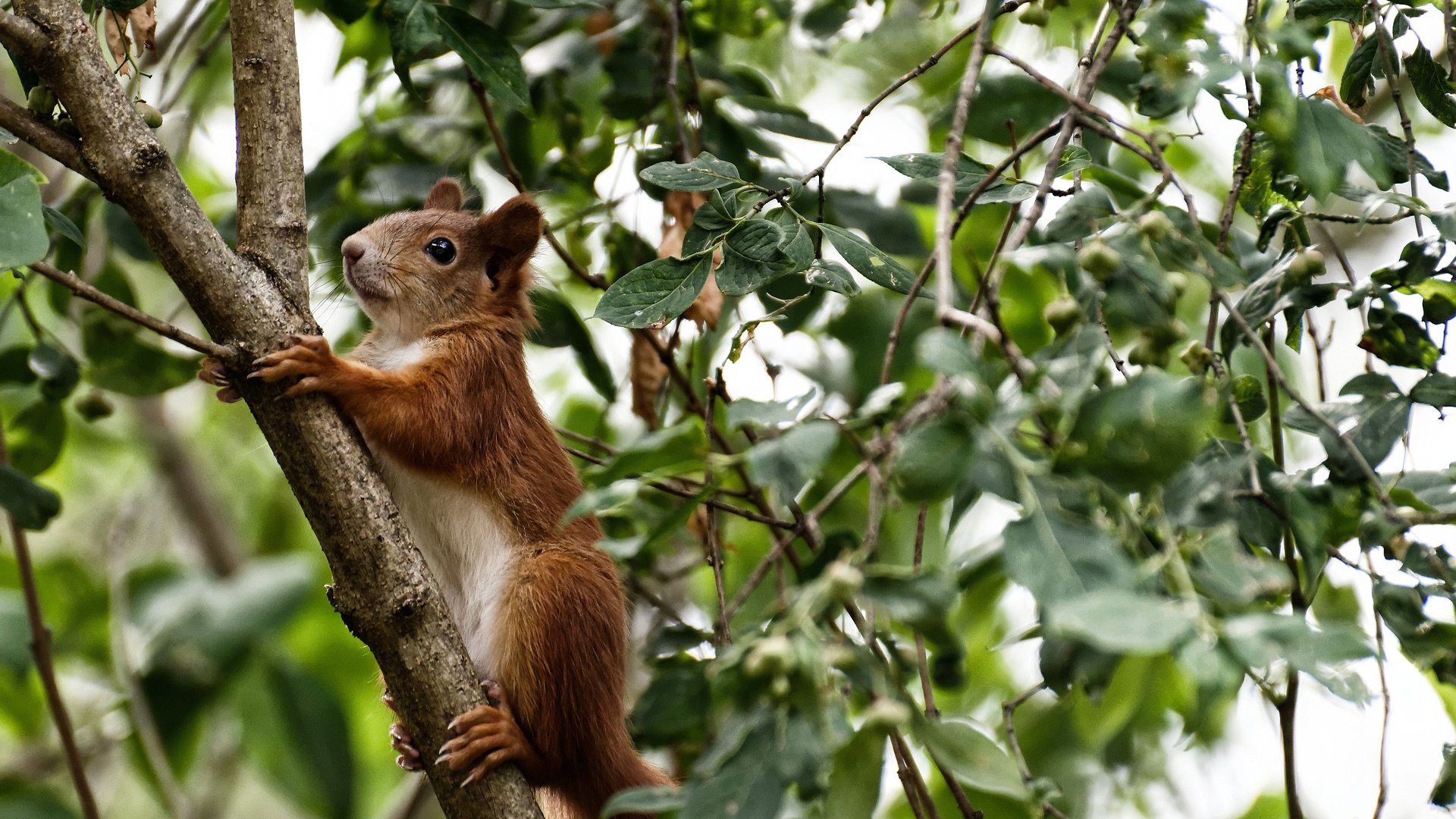 篮球跨界风云，国王加时鏖战胜马刺，锡安欧冠淘汰赛主宰赛场