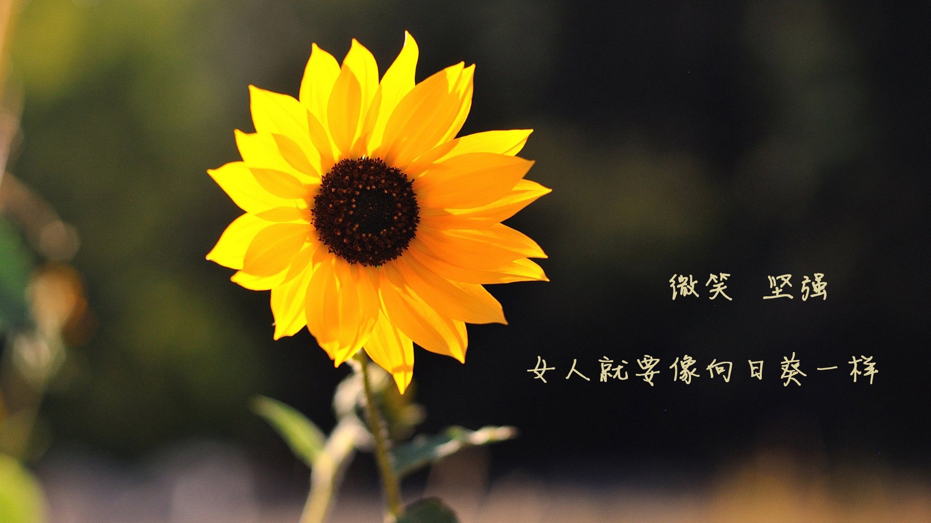 逆转之国，喀麦隆的咆哮与内马尔的神谕—2026世界杯C组，一场定义唯一的史诗对决
