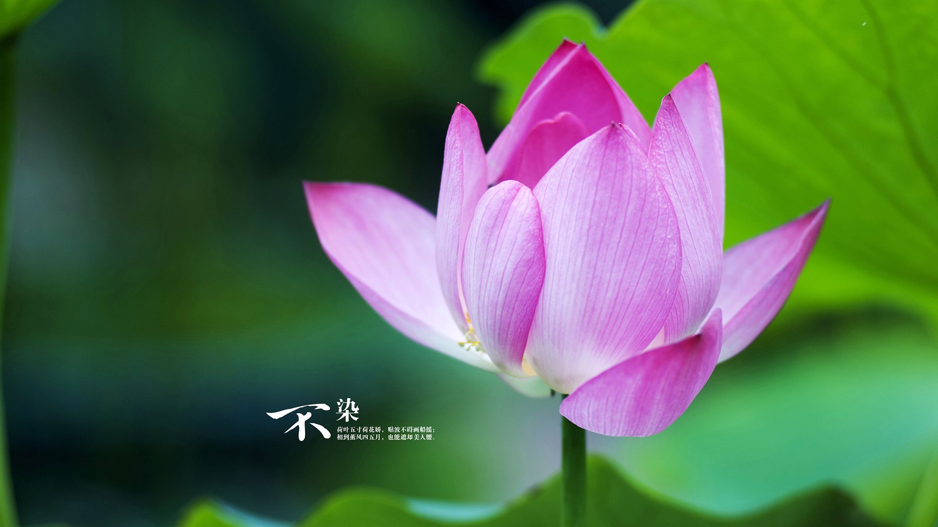 绿茵场上的唯一性时刻—尼日利亚绝境突围，阿方索·戴维斯以统治力定义关键战